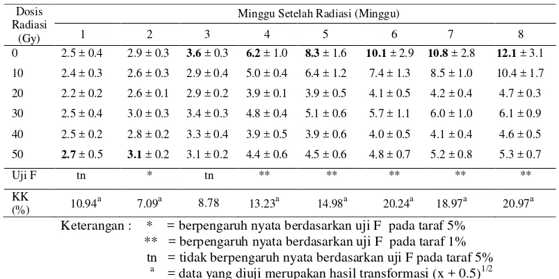 Gambar 4. Daun Baru  Anthurium Wave of Love In Vitro pada 8 MSR  