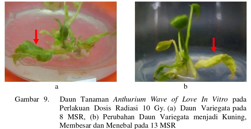 Gambar 9. ...Daun Tanaman Anthurium Wave of Love In Vitro pada 