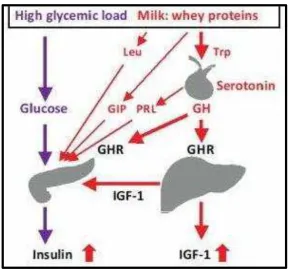 Gambar 2.4 Jalur Molekuler Pengaruh Susu Tinggi Protein Whey terhadap Kadar IGF-1(Rich et al., 2007)  