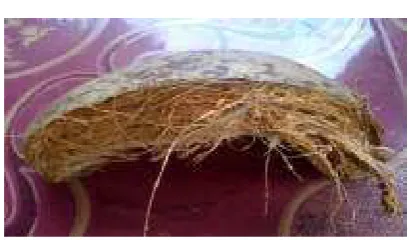 Gambar 2.1 Sabut Kelapa 
