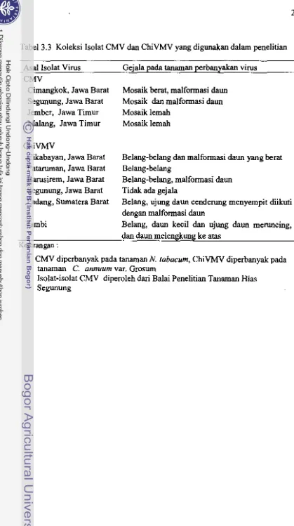 Tabel 3.3 Koleksi Isolat CMV dan ChiVMV yang dignnakan dalam penelitian 