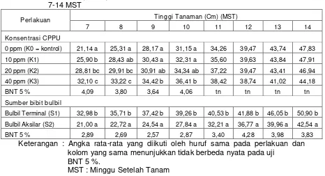Tabel 4. Rata-rata Tinggi Tanaman (Cm) karena Perlakuan Konsentrasi Sitokinin (CPPU) dan Sumber Bibit Bulbil Tanaman Porang Umur  7-14 MST 