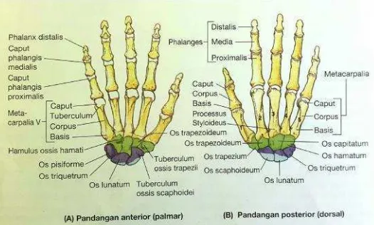 Gambar 2. Tulang pada tangan kanan (Moore dan Dalley, 2013).