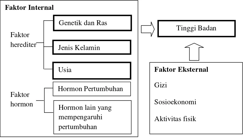 Gambar 3. Faktor-faktor yang berpengaruh terhadap tinggi badan. (Moore, 2002;Sherwood, 2009; Gilanz dan Ratib, 2012)