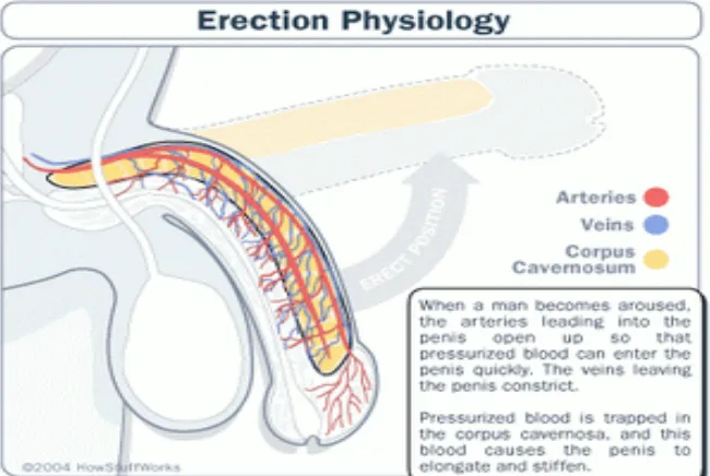 Gambar 2.1 Erection Physiology (Anton, 2012) 