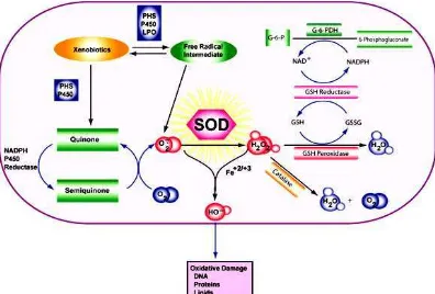 Gambar 2.5 Mekanisme Kerja Superoxide Dismutase (SOD) dalam 