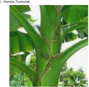 Gambar 9. Pohon pisang antara batang dan daun 