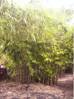 Gambar 26. Produk Industri Kerajinan Bambu 