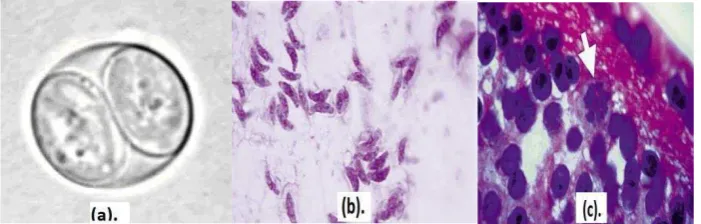 Gambar 2. Ookista Bbalitvet). Stadium takizoit T.gondii yang mengandung 2 sporozoit) (a)