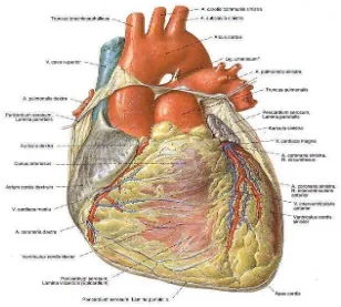Gambar 2. Anatomi jantung (Sumber: Paulsen & Waschke, 2012). 