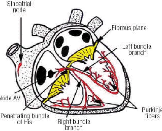 Gambar 3. Potensial aksi jantung (Sumber:  Quintana & Ho, 2003). 
