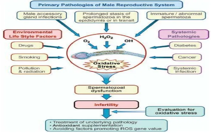 Gambar 2.  Faktor-faktor yang Berkontribusi Terhadap Stres Oksidatif yang    Menyebabkan Infertilitas Pada Laki-Laki (Argawal & Sekhon, 2010)