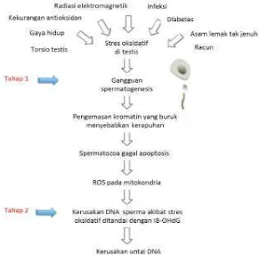 Gambar 4. Hipotesis Asal Usul Kerusakan DNA Spermatozoa (Aitke & Koppers, 2011). 