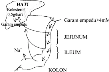 Gambar 2.  Diagram  skematik  sirkulasi  hepatik  asam  empedu  (Ando  dan  Oi  dalam  Nakazawa dan Hosono,  1992) 
