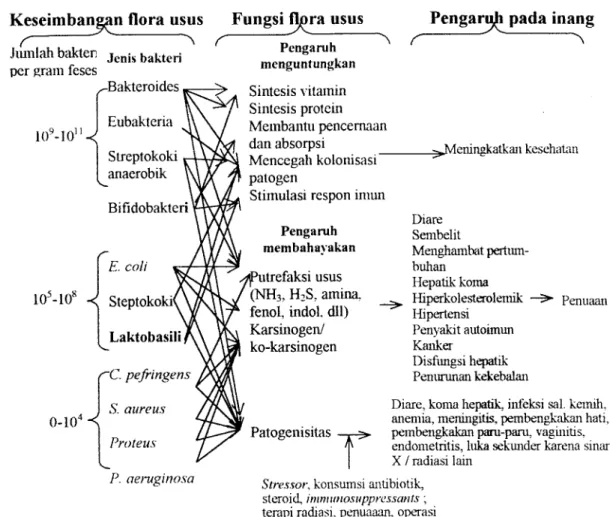 Gambar  3.  Hubungan antara flora usus dan tubuh manusia (Mitsuoka  1978) 