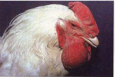 Gambar 2, menampilkan gejala klinis berupa pembengkakan pial pada penderita fowl 