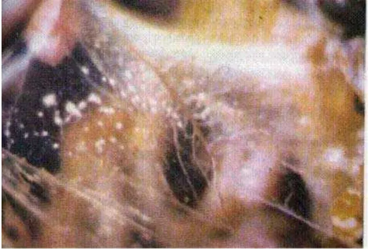 Gambar 3.                              Aspergilosis. (Tabbu, 2000)Sarang perkejuan di kantong udara pada ayam penderita   