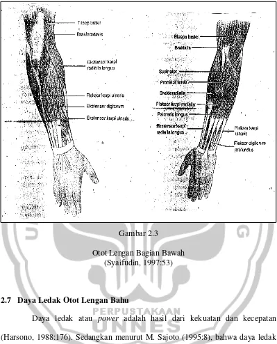 Gambar 2.3 Otot Lengan Bagian Bawah 