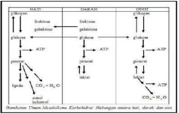 Gambar 6. Ringkasan Metabolisme Glukosa (Sumber: Rahadiyanti, 2011).