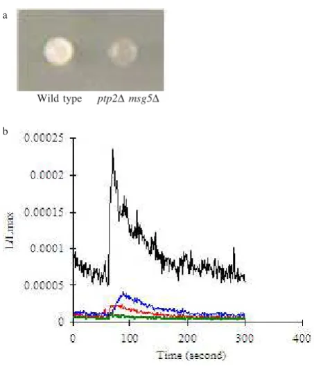 Figure 3. Agarose gel eletrophoresis analysis of pGAPAQ1 andpYS1. (a) undigested (b) Digested using BamHIrestriction enzyme