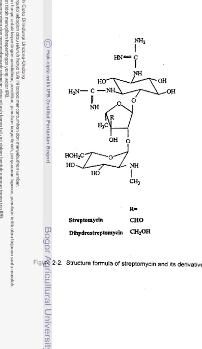 Figure 2-2. Structure formula of streptomycin and its derivative. 