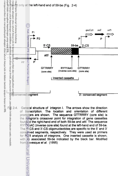 Fig 2-4. General structure of integron I. The arrows show the direction 