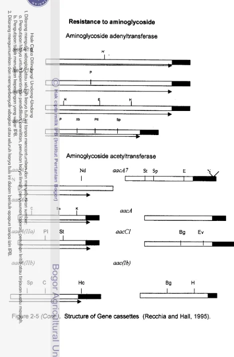 Figure 2-5 (Cont.). Structure of Gene cassettes (Recchia and Hall, 1995). 