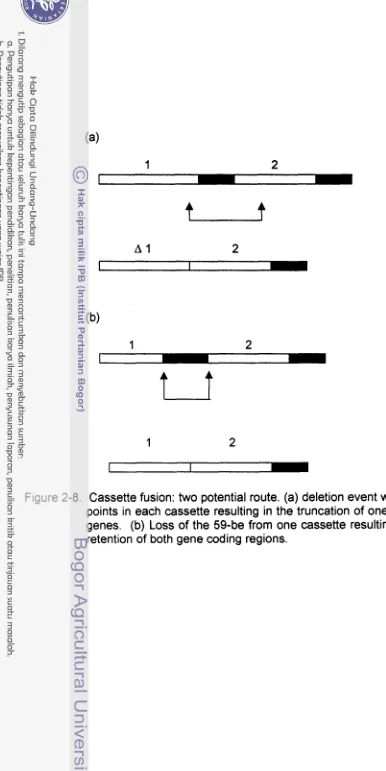 Figure 2-8. Cassette fusion: two potential route. (a) deletion event with end- 