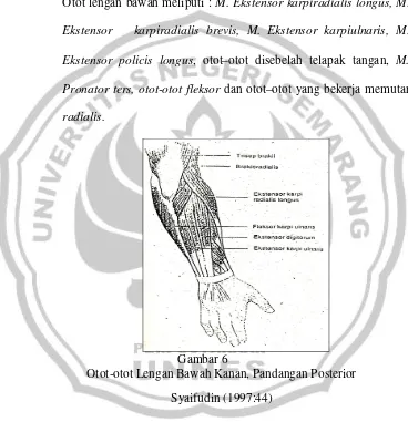 Gambar 6 Otot-otot Lengan Bawah Kanan, Pandangan Posterior 