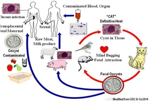 Gambar 2. Siklus Hidup Toxoplasma gondii (CDC, 2014)