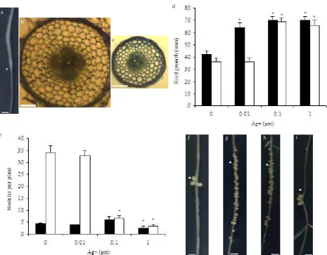 Table 1. Effect of Rhizobium inoculation and Ag+ on cortical celllength and root diameter of wild-type and skl plants
