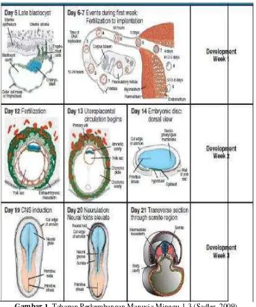 Gambar 1. Tahapan Perkembangan Manusia Minggu 1-3 (Sadler, 2009) 