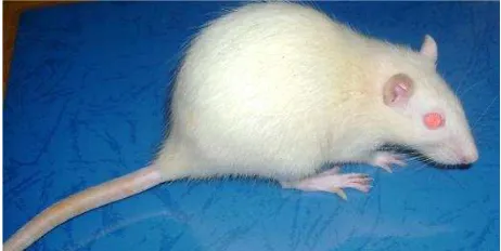 Gambar 3.  Tikus putih (Rattus norvegicus) galur Sprague Dawley (Akbar, 2010)