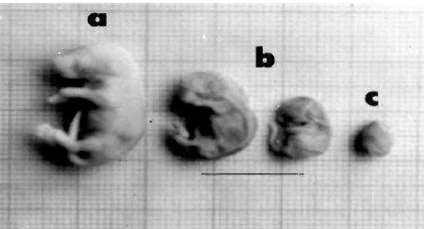Gambar 6 . Morfologi fetus tikus (a) Fetus normal, (b) Fetus kerdil, (c) Fetus resorpsi (Setyawati, 2009) 