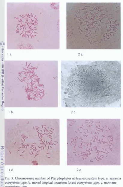 Fig. 3. Chromosome number of Pterydophytes at t-hr 
