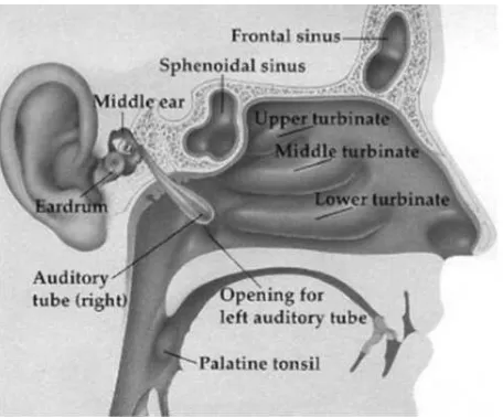 Gambar 1. Penampang sagital dari hidung dan sinus paranasal.6 