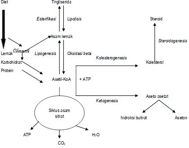 Gambar 2.1. Ikhtisar Metabolisme Lemak 