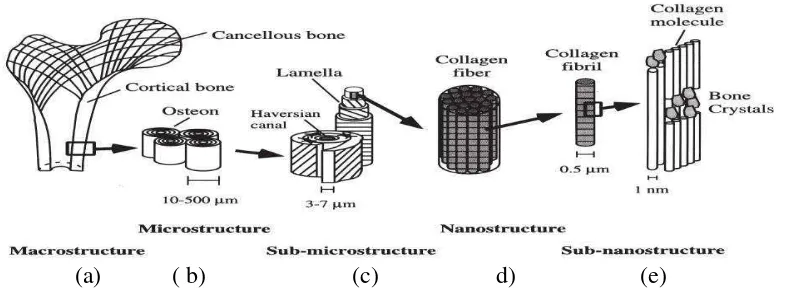 Gambar 1.  Tulang cortical dan cancellous (a); osteon dengan system Haversian (b); lamellae (c); susunan serat collagen pada collagen fibrils (d); Kristal mineral tulang, molekul collagen dan protein non collagen 