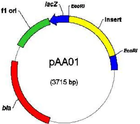 Gambar 2. Elektroforesis gel agarosa plasmid pAA01 yang dipotongdengan EcoRI (lajur 1) dan PstI (lajur 2 dan 5), standarukuran molekul DNA 1 kb ladder (lajur 3), dan standarukuran DNA lambda yang dipotong dengan BstE II (lajur 4).