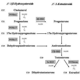 Gambar 2.2 Jalur Biosintesis Testosteron (Atanassova and Koeva, 2012) 