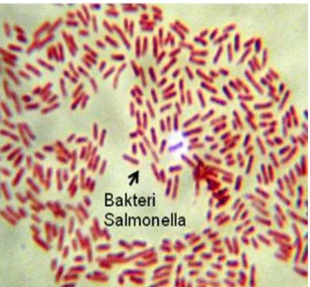 Gambar 2. Pewarnaan gram bakteri Salmonella typhi, Perbesaran 1000x (Kundera, 2014) 