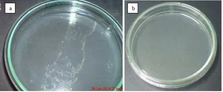 Gambar 1  Hasil pengujian keefektifan sterilisasi permukaan dengan cara menggulirkan potongan batang pada permukaan medium NA; sterilisasi belum sempurna dengan adanya pertumbuhan bakteri (a), sterilisasi sudah sempurna (b)