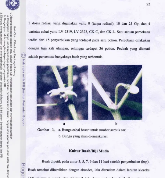 Gambar 3. ,a. Bunga cabai besar untuk sumber d u k  sari 