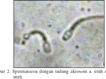 Gambar 1. a. Spermatozoa hidup dan b. spermatozoa mati (warna asliadalah merah, lihat bahan dan metode).