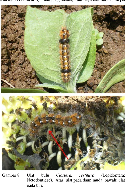 Gambar 8  Ulat  bulu  Clostera.  restitura  (Lepidoptera:  Notodontidae).  Atas: ulat pada daun muda; bawah: ulat  pada biji