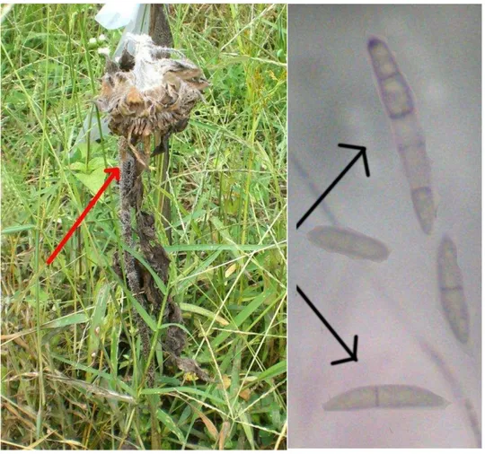 Gambar 16  Gejala  kerusakan  tanaman  oleh  Fusarium  sp.  Kiri:  Gejala  layu fusarium; kanan: konidia Fusarium sp
