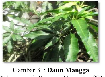 Gambar 32: Kayu Teger