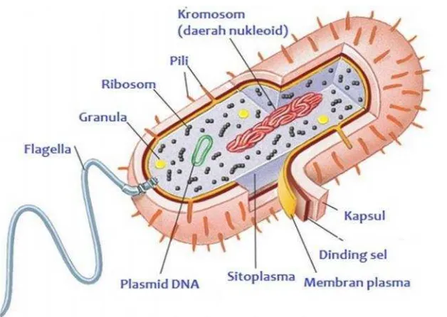 Gambar 2. Struktur Sel Prokariot E.coli (Goering et al., 2005)