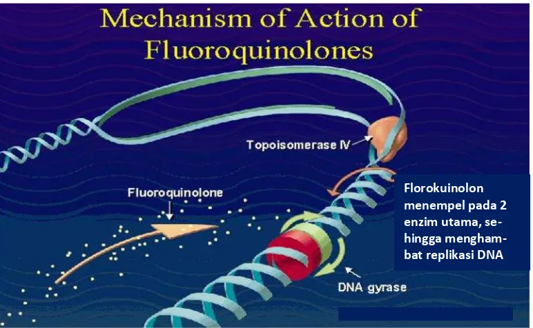 Gambar 6.Mekanisme kerja florokuinolon : a) memblokir sintesis DNA bakteri denganmenghambat DNA gyrase dan topoisomerase IV; b) penghambatan DNAgirase II dapat mencegah peregangan (relaxation) DNA superkoil positifyang diperlukan untuk transkripsi normal dan replikasi; c) penghambatantopoisomerase IV mengganggu pemisahan dari replikasi kromosom DNA kedalam tiap-tiap sel anak selama pembelahan sel (Pomeri, 2011).