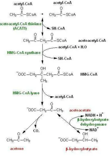 Gambar  2.4 Biosintesis Kolesterol 